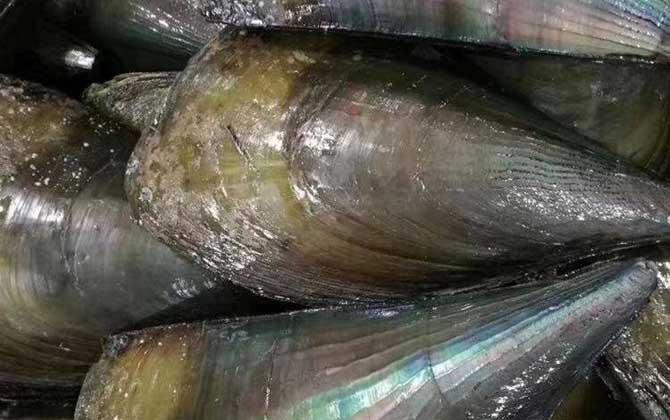 江瑶是什么贝类