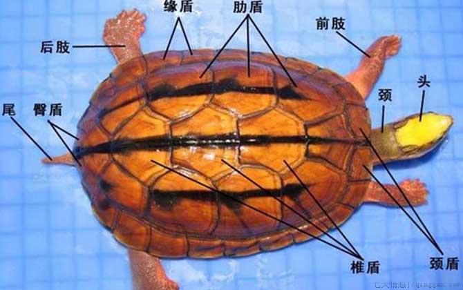 金线龟是什么龟