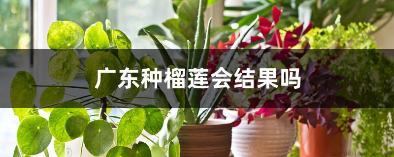 广东种榴莲会结果吗