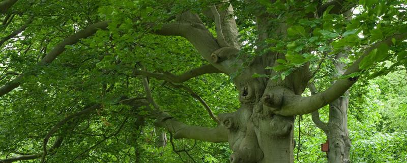 树木三角支撑绑扎方法