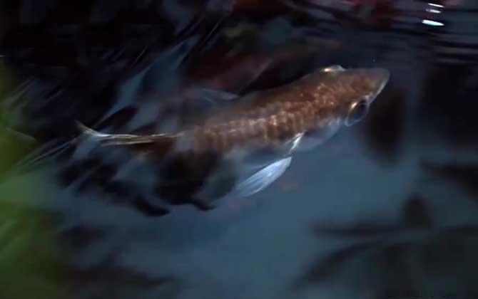 射水鱼是什么鱼