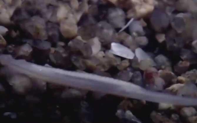 文昌鱼是保护动物吗