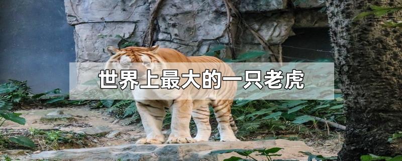 世界上最大的一只老虎