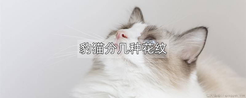 豹猫分几种花纹