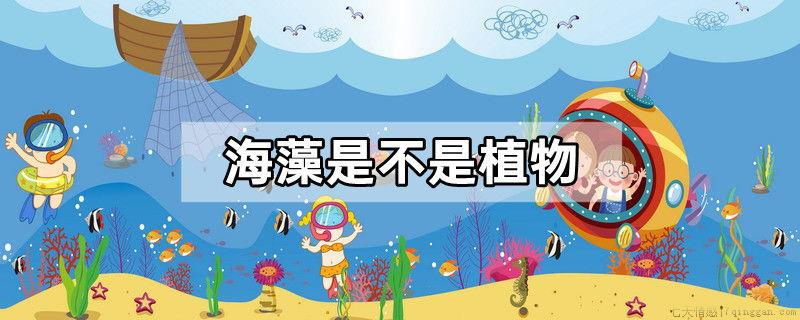 海藻是不是植物