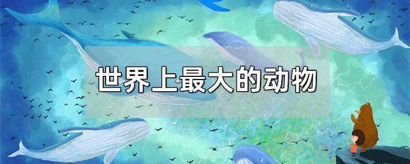 世界上最大的动物到底有多大