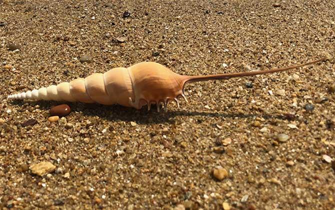 长鼻螺是什么螺