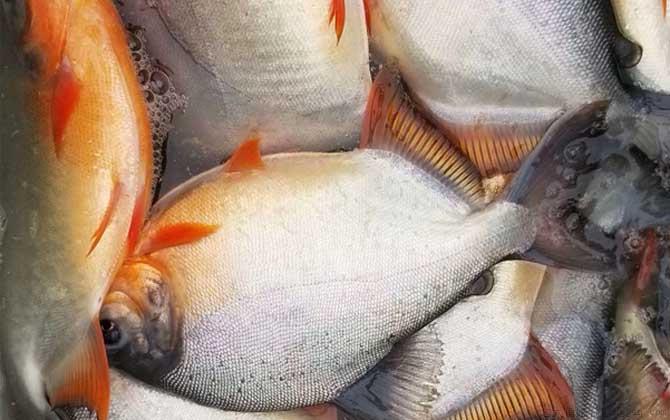 淡水白鲳吃什么食物
