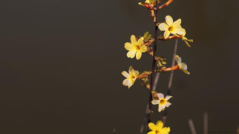 迎春花怎么繁殖