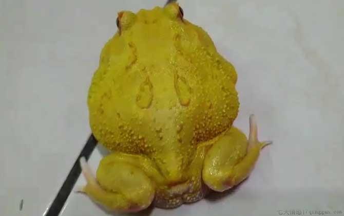 黄金角蛙是什么蛙