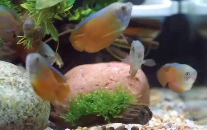 硝化细菌是什么生物