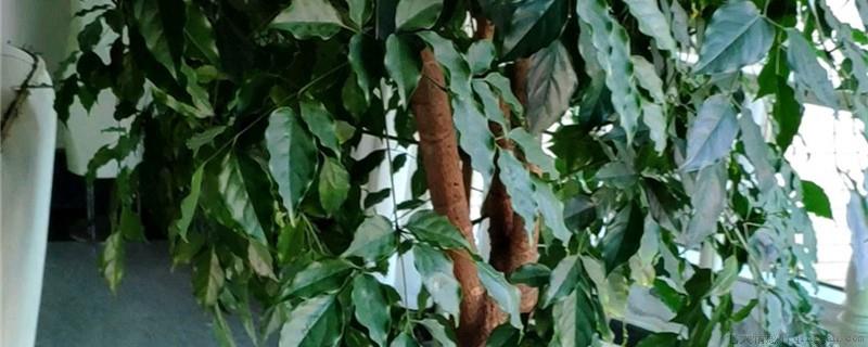 幸福树有芽头就是不长