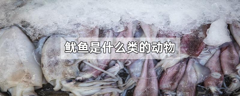 鱿鱼是什么类的动物