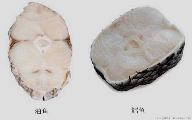油鱼是什么鱼