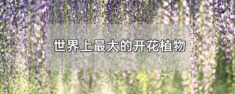 世界上最大的开花植物