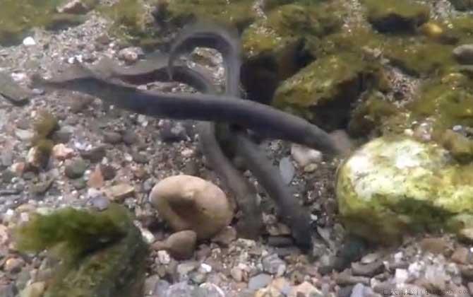 僵尸鱼是什么鱼