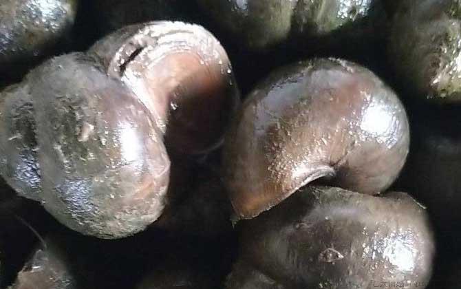 田螺吃什么食物