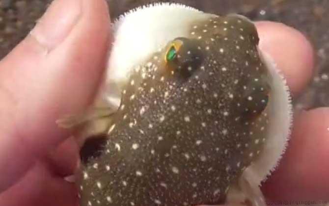 河豚哪里有毒