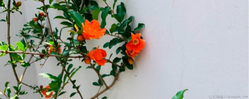 石榴花分雌雄吗