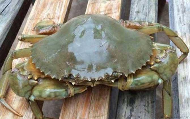 青蟹是什么蟹种