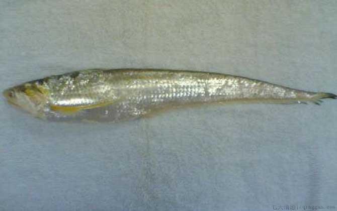 刀鱼是什么鱼