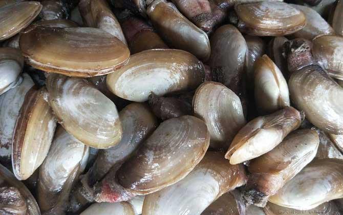 象拔蚌价格多少钱一斤