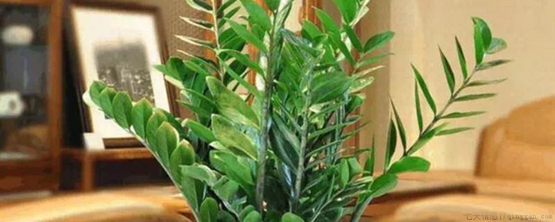 金钱树块茎烂了能活吗