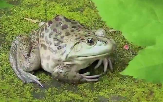 牛蛙是什么动物
