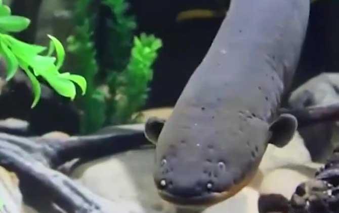 电鳗能电死人吗