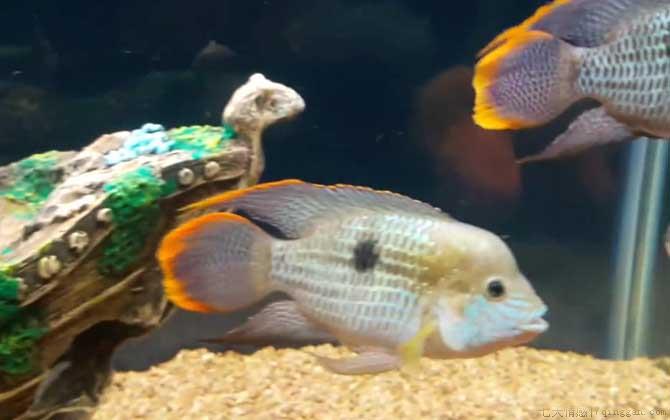鹦鹉鱼水温多少度最佳