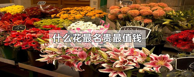 什么花最名贵最值钱