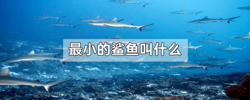 最小的鲨鱼叫什么