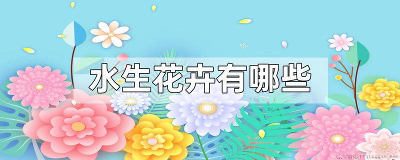 水生花卉有哪些