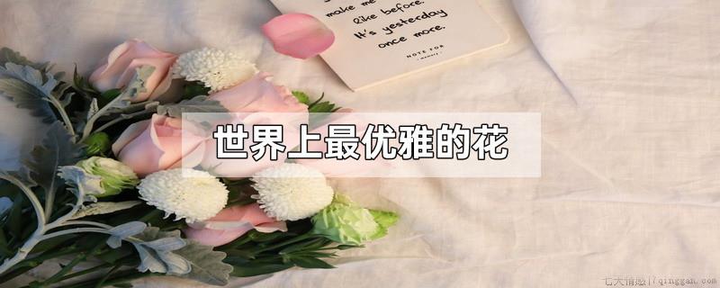 世界上最优雅的花