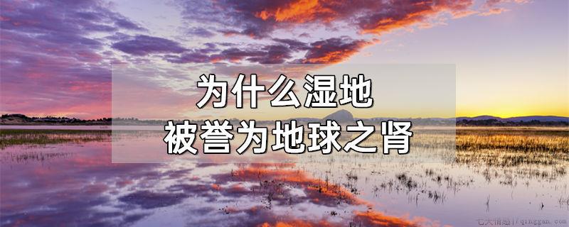 为什么湿地被誉为地球之肾