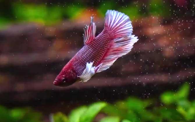 斗鱼怎么养才好