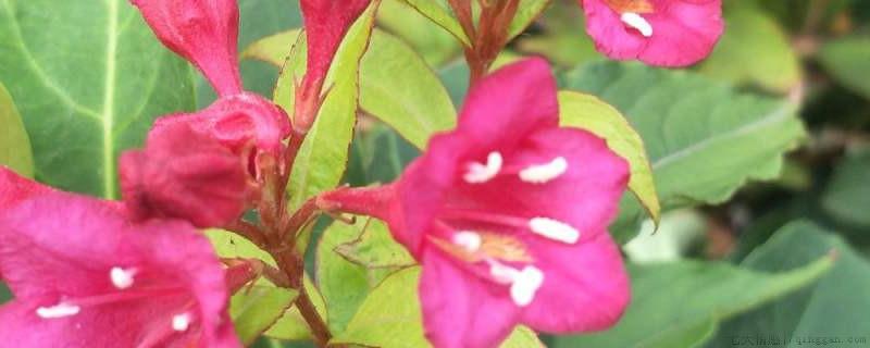锦带花冬天落叶吗