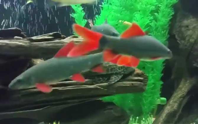 彩虹鲨是什么动物