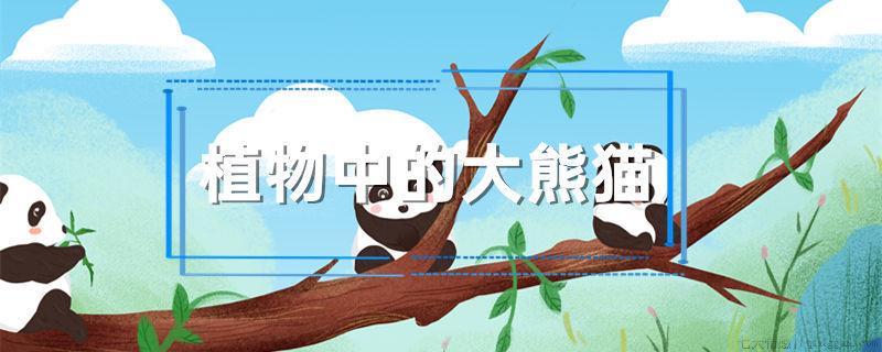 植物中的大熊猫