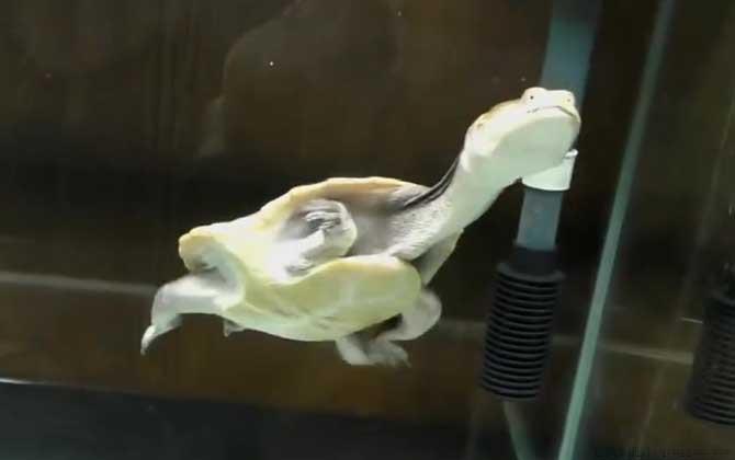巨蛇颈龟是什么龟