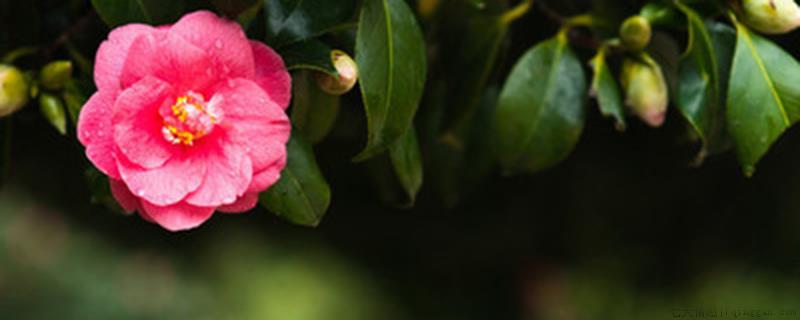 四季茶花掉叶子是怎么回事