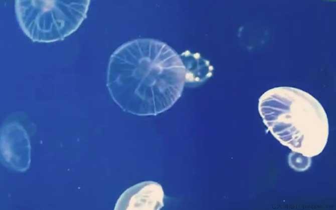 海月水母是什么动物