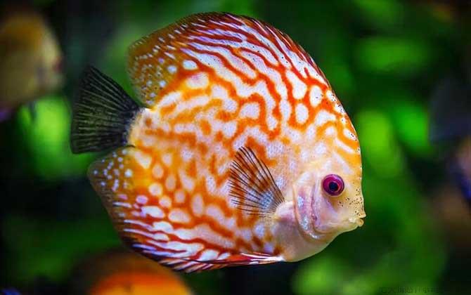 热带鱼是什么鱼