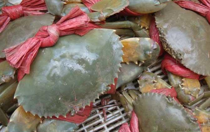 青蟹是什么蟹种