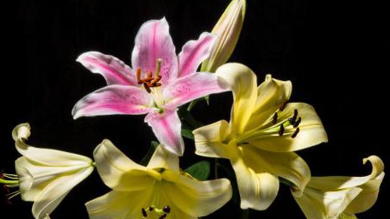 百合花叶子发黄怎么办