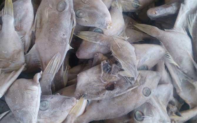 橡皮鱼是什么鱼