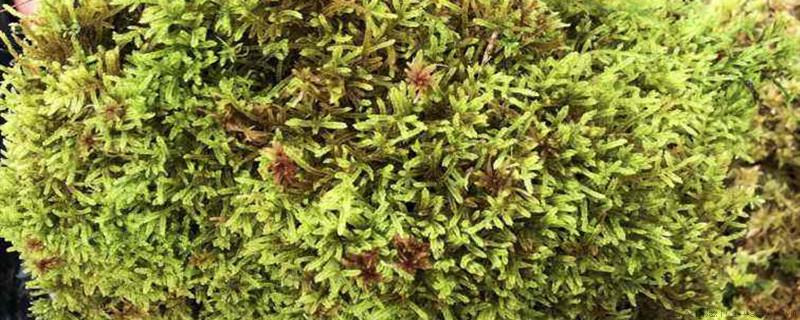水草泥能种花吗