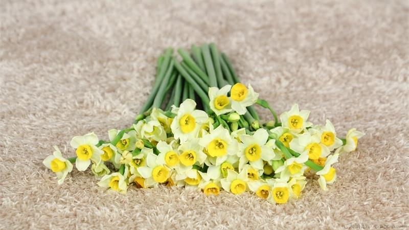 水仙花怎么养，怎么晒太阳
