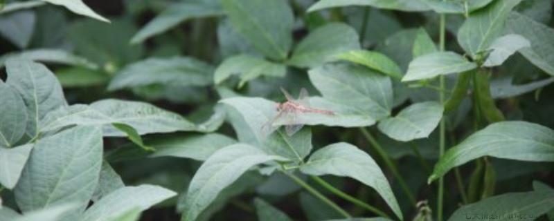 面条菜的学名叫什么