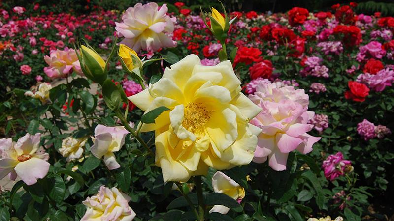 月季花的养殖方法